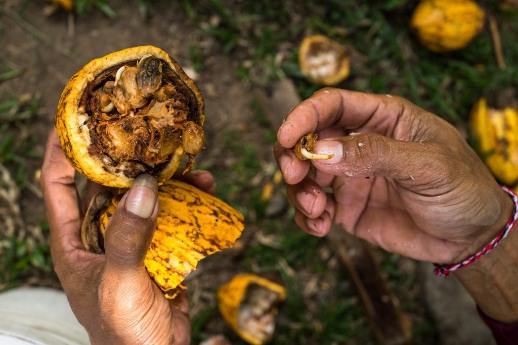 sdas20140924-cabi_cocoa-indonesia-1001 An overripe cocoa pod is posed for a photo in Village Candikesuma, Mordingsari Hamlet in Jembaran, Bali, Indonesia.