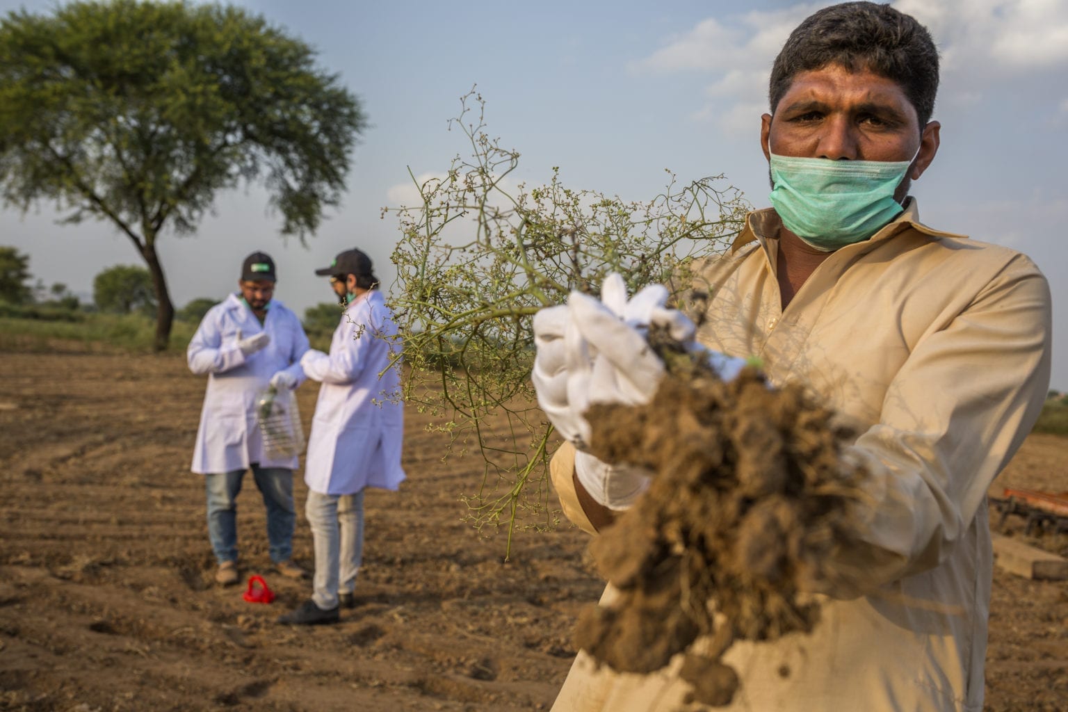 AHP_8334 Parthenium eradication in Pakistan