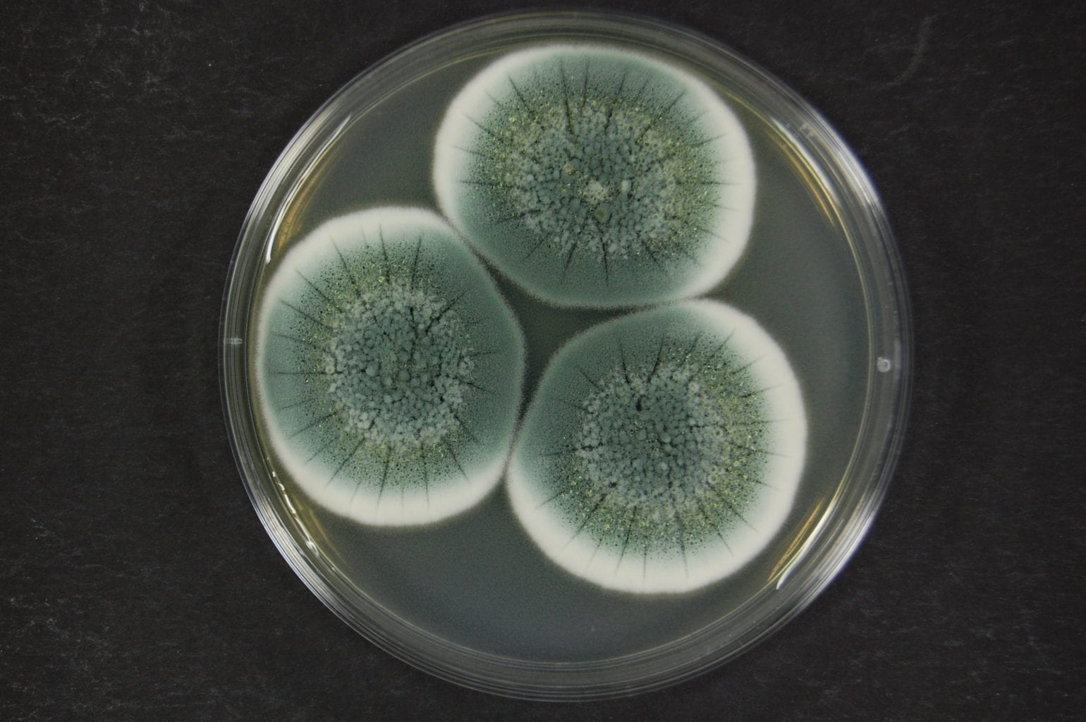 Penicillium chrysogenum species groupx Penicillium chrysogenum species groupx